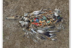 Mrtvý albatros jako skládka odpadu